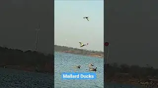 Neel Sar Murghabi Shikar Mallard Ducks Hunting #shikari