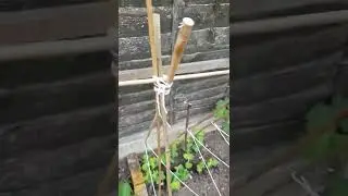 how to make a pea trellis support [ my first attempt ] May 2022 subscribe for updates #growyourown
