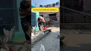 Lal Kabutar pakad liya 😱🕊️ #pigeon #kabootarloft05 #fancyanimal #petvlogger #kabutarbazi