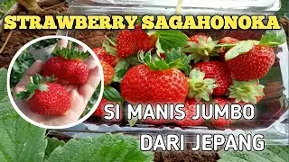 STRAWBERRY SAGAHONOKA JUMBO | STRAWBERRY JEPANG
