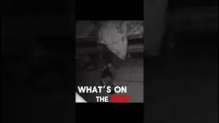 Dog Sees Something Sitting on the Bed 👀| Night Cam Horror #Shorts