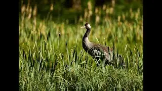 Wild Poland, Dzika Polska 2024, Żuraw (Grus grus), Dolina Słupi