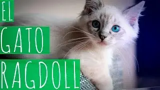 EL GATO RAGDOLL