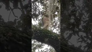 Red Shouldered Hawk has Yellow Leg & Talons Protruding from Belly Feathers on Tree at Trotwood Park!
