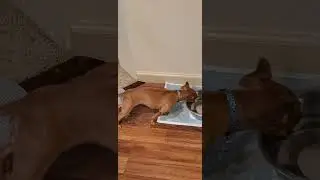 Chiweenie drinking water. #chiweenie #chihuahua #shorts #shortsvideo #shortsfeed #satisfying #viral