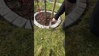 Baumumrandung richtig anlegen #Baum #Gartentipps #Gartengestaltung #G&auml;rtnern