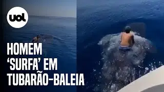 Homem monta em tubar&atilde;o-baleia e viraliza ao 'surfar' no animal em extin&ccedil;&atilde;o