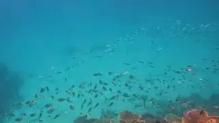 Great Barrier Reef excursion