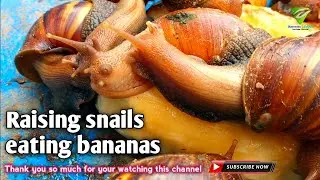Raising snails at home for Asia farmers #snail #naturalinasia #natural