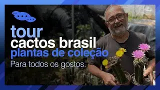 Tour Cactos Brasil: Inspiração em PLANTAS PARA COLECIONAR