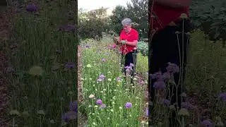 Ready for seed starting Cool Flowers for very early spring planting? Hop to it! This planting