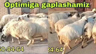 Qoraquloqlar bo'g'ozlar va ona bola amiri qo'ylar 16 марта 2025 г.