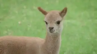 Apple Hill Farm | NC Weekend | UNC-TV