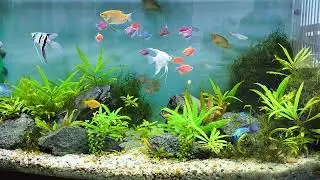 аквариум 8к релакс , aquarium, 8k, relax, after sleep