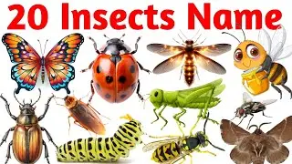 20 Insects Name for Kids | Learn Common Insects with Pictures | Fun & Easy Learning |