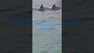 Who doesn't love flipper the Dolphin.