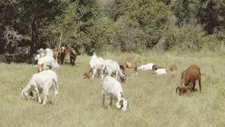 DWR Uses Goats to Help Prevent Wildfires with Audio Descriptions