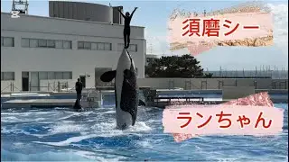 神戸須磨シーワールド オルカパフォーマンス 2026.1.29  11:30