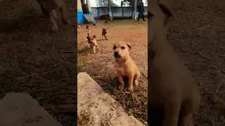Kudu Kudu 🐕🐕🐕#dogs #dogslover #streetdogsofindia #streetdogs #lovedogs #lovedogsforever #dogs