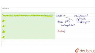 The enzymes ribulose biphosphate carboxylase-oxygenase and phosphoenol pyruvate carboxylase are ...