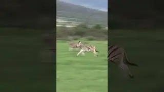 Exciting Zebra chase!  #animals #nature #chase #angry #wildlife