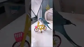 Smart Bird Pedaling to Ride A Bicycle and Other Neat Tricks @gempet0
