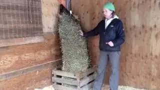 Corner box set up for shod horses with Handy Hay Nets