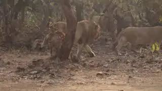 Lion and lioness mating fight//gir safari sasan gir  //evening safari #lion #lioness#marinajregujrat