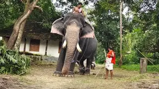 💞എന്റെ ആശാനേ ആ തല കുലുക്കം ഒന്നു നിർത്ത്...🤭| Machad Gopalan at Thriprayar Temple |Mathanga Manikyam