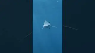 Curious Blue Shark | Only One