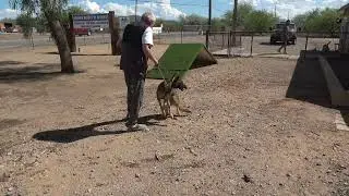 Dog reactivity solution