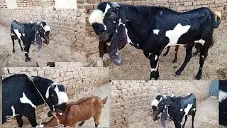 Cute animals funny videos🤣new funny animals latets goat for sale Goat farming best animal videos #a1