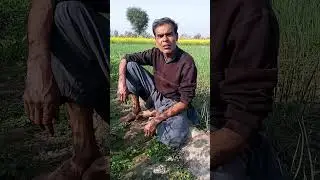 Desi kisan haibowal lenda Panjab Pakistan| #shorts #shortvideoyoutube