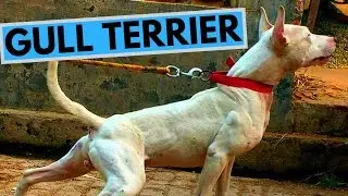 Gull Terrier Dog Breed - Facts and Information