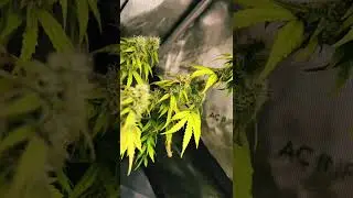 Ilgm seeds gdp and purple punch flower week 8