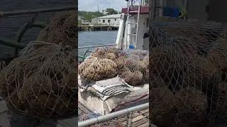 On the Anclote River, Tarpon Springs, Florida #travel #spongedocks #tarponsprings