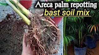 How to report areca palm plant | areca palm plant care tips 