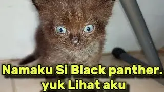 Black Panther Si Kucing Lucu! Aksi Menggemaskan Bikin Meleleh! 😍🐾