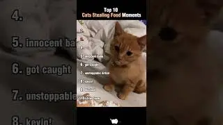 Top 10 Cats Stealing Foods Moments