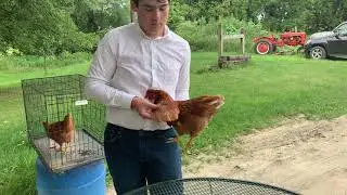 John Newberg Poultry Show
