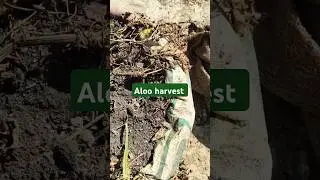 potatoes harvest
