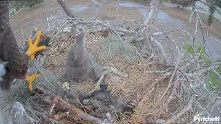 SWFL. 3 deliveries to the nest within 1 hour: Mom with RK and Dad two whole fish / 2026-01-13