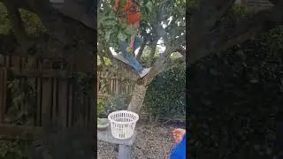 Apple Picking #shorts #youtubeshorts #fyp