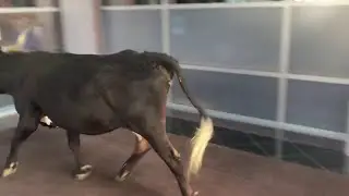 Cow Causing Chaos in Colorado || ViralHog