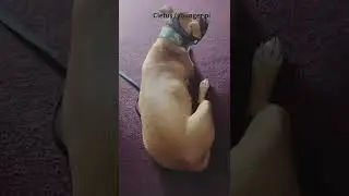 Falling Asleep On The Job #dogs #sleep #naptime