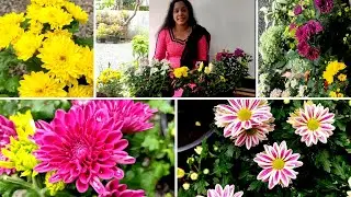 ജമന്തി നിറയെ പൂക്കാൻ | Chrysanthemum/Jamanthi pookal full care | repotting | Malayalam