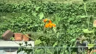 COW PASTURE APIARY! Part 1 of 1. Pulling honey supers & varroa mite treatment.