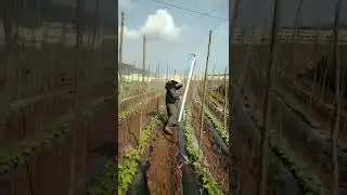 Building The Rope Rack For Beans Agriculture Farming #satisfying #short