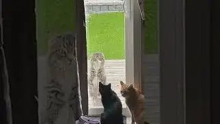 that cat is like who tf is that?😂 |#shorts #comedy