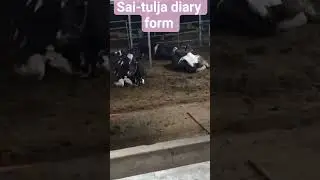 Sai Tulja diary form 🚩 #rock music video #cow  viralvideo.